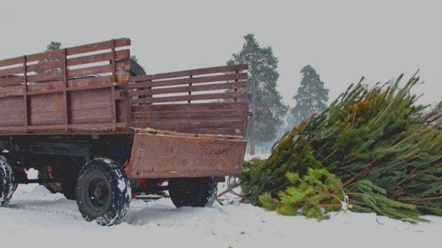 Елки После Нового Года Сдают Елки После Нового Года Сдают