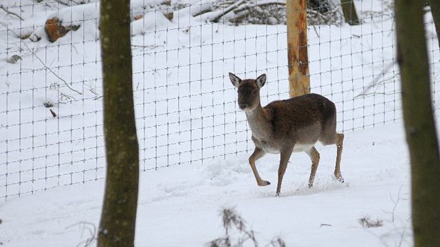 В волынском лесничестве расстреляли семь ланей, которые были в вольере