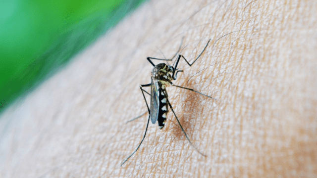 Малярійний комар