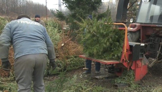 В Ужгороді новорічні ялинки перетворюють на органічне добриво