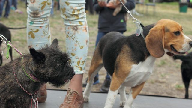 Реєстрація тварин