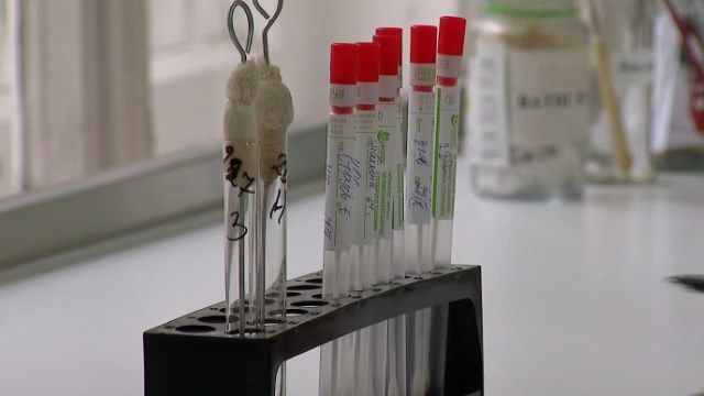 Украинские исследователи разработали тесты для диагностики коронавируса