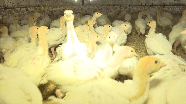 Экологические тренды и качество. Как изготавливают продукты на заводе Сяйвир