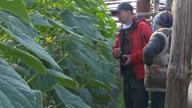 Овочі дозріли, а покупців бракує: як карантин вплинув на власників теплиць
