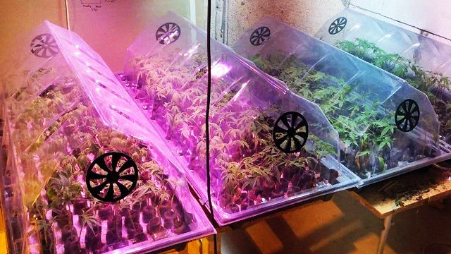 На Київщині чоловік вирощував плантацію коноплі у підвалі свого будинку