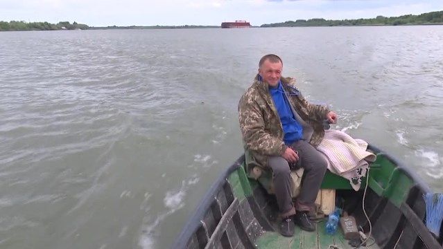 Чем полезна сельдь с Дуная, ее цена и варианты приготовления