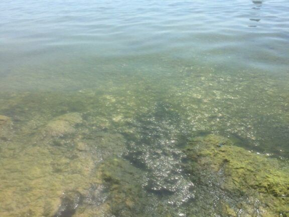 Зеленая вода в Одесской области