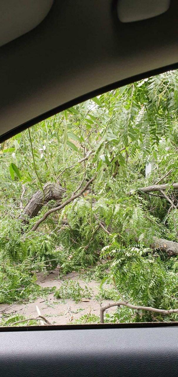 Непогода в Одессе повалила 63 дерева, пострадали люди негода в Одесі