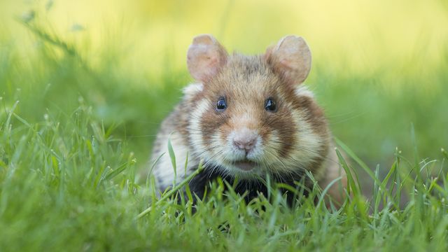 Хом’як звичайний на межі вимирання