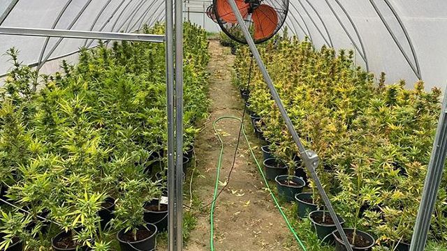 выращивание конопли наркотической выращивание конопли наркотической