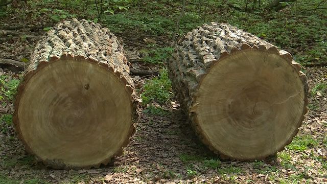 незаконна вирубка лісів