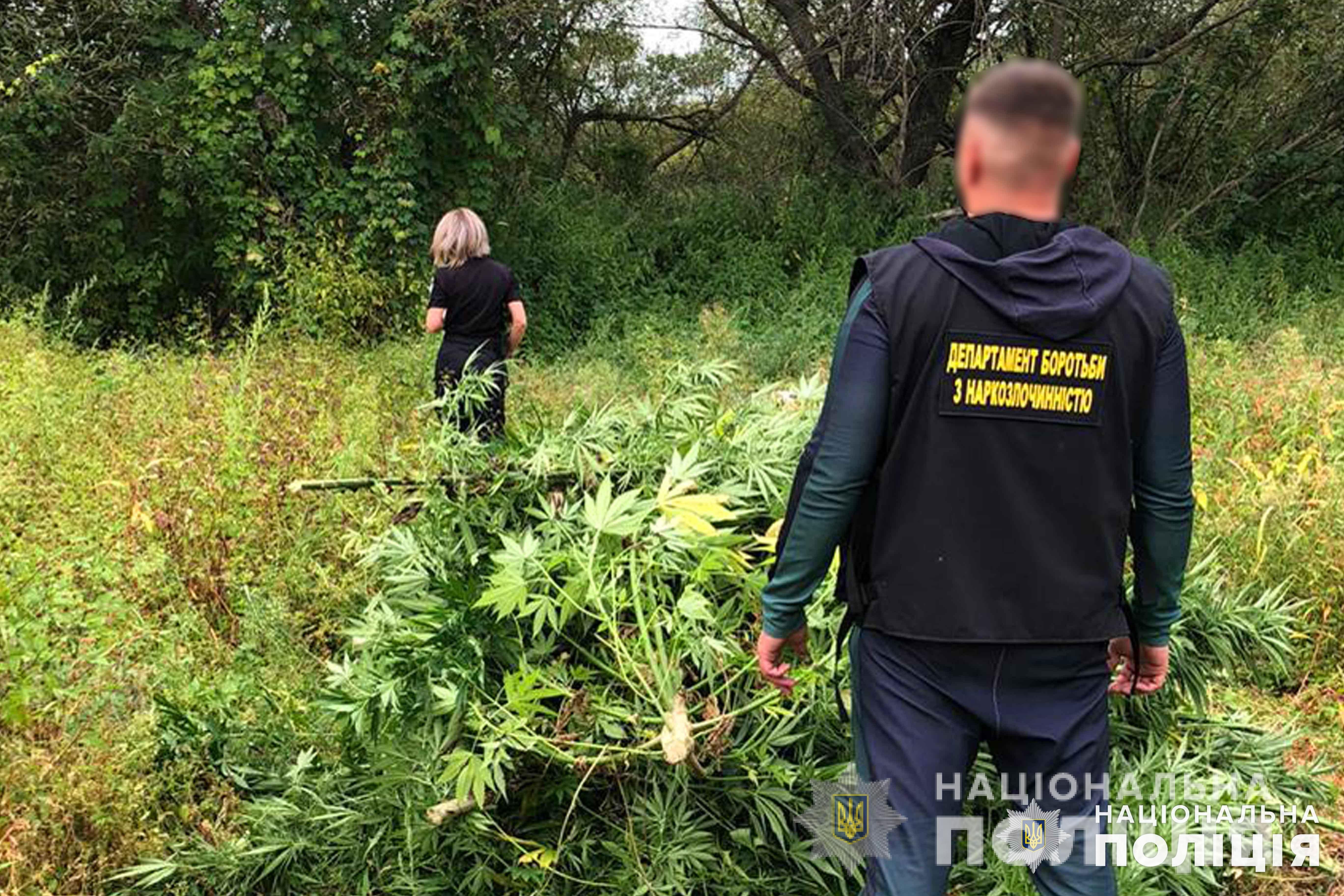 Спрятали в лесу у болота: на Киевщине обнаружили плантацию конопли плантації конопель на Київщині