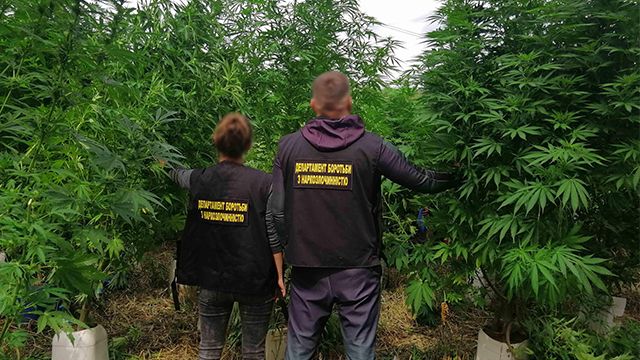 плантації конопель на київщині