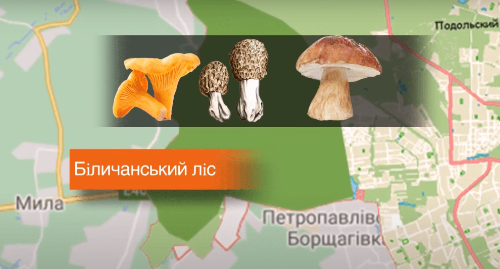 гриби як збирати гриби