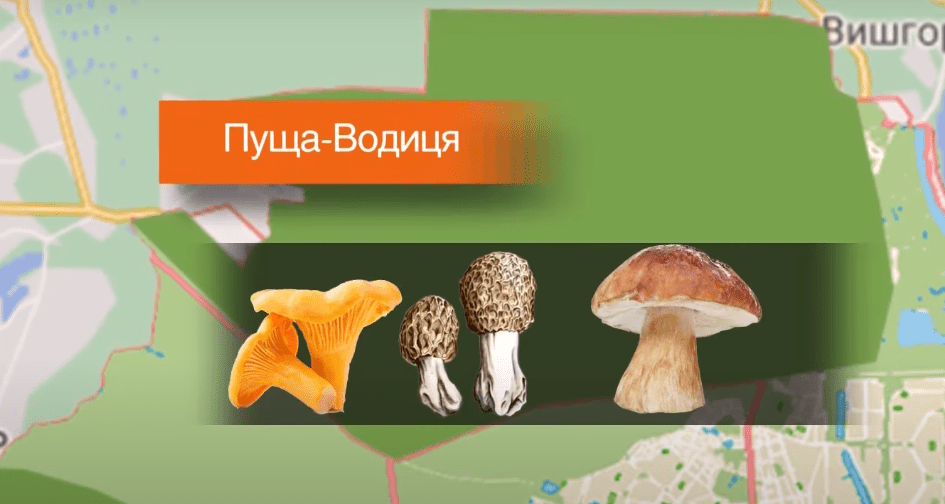 гриби де збирати гриби
