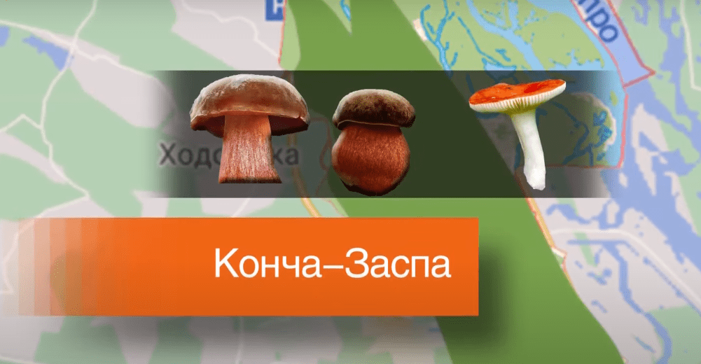 гриби як збирати гриби
