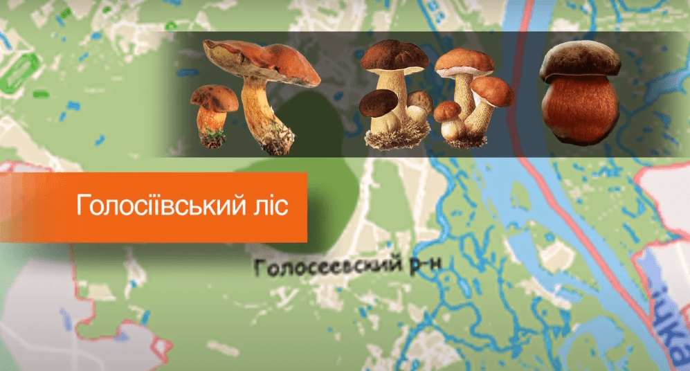 гриби як збирати гриби