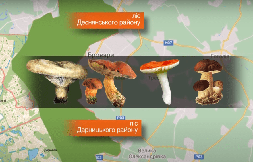 гриби де збирати гриби
