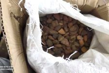Почти 300 кг в мешках: через Борисполь пытались вывезти рекордную партию янтаря Почти 300 кг в мешках: через Борисполь пытались вывезти рекордную партию янтаря
