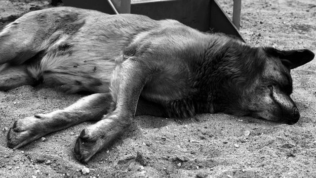 На Житомирщине живодера отпустили под домашний арест