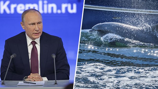 Путин Дельфин
