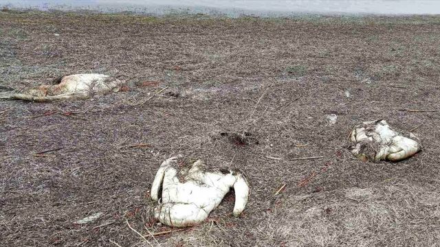 В Херсонській області на озері Сиваш загинуло 90 лебедів (ФОТО)
