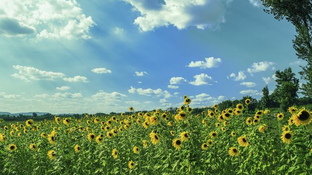 літо