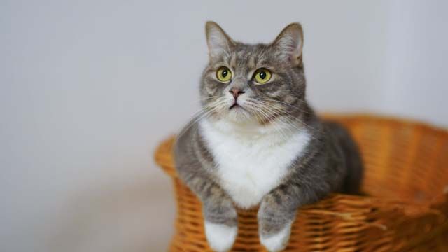 кот