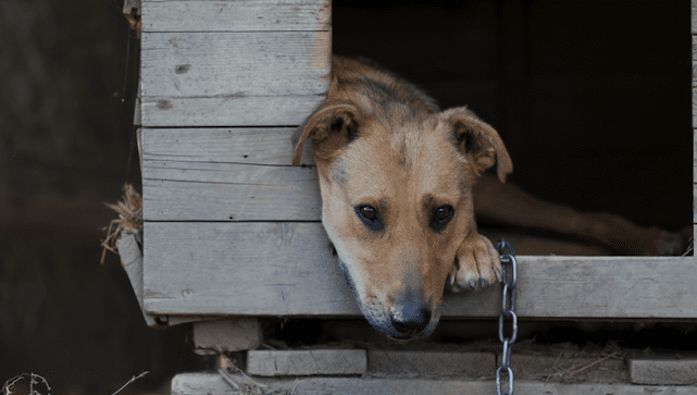 Выбросил собаку из окна — в Житомире мужчине грозит 3 года