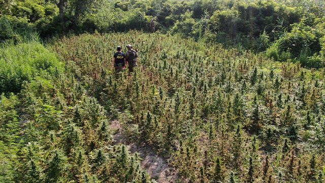 На Херсонщині злочинці вирощували величезну плантацію конопель ФОТО, ВІДЕО