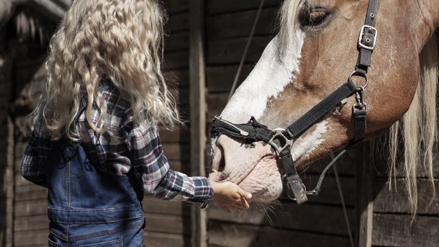 На Львовщине лошадь откусила щеку 5-летней девочке, ее готовят к операции На Львовщине лошадь откусила щеку 5-летней девочке, ее готовят к операции