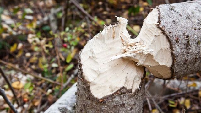 У Львові під час буревію загинуло двоє людей