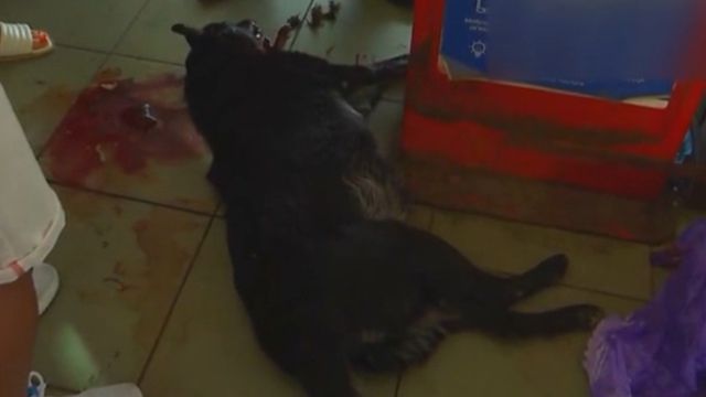 Убитая собака