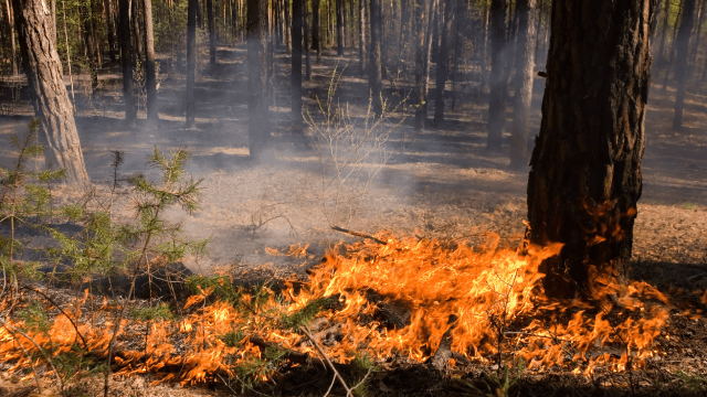 В Украине объявлен чрезвычайный уровень пожарной опасности: в каких областях он будет Пожежна небезпека