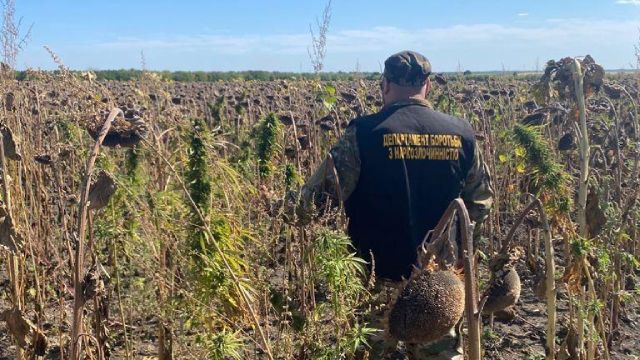 На Дніпропетровщині поліцейські знайшли плантацію конопель на 28 млн грн – ФОТО