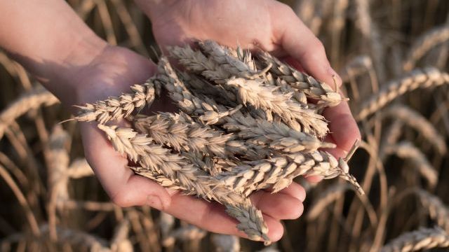 Ситуація в Афганістані: таліби запропонували десяткам тисяч громадян працювати за їжу