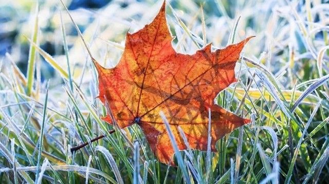 погода_мороз_заморозки_осінь