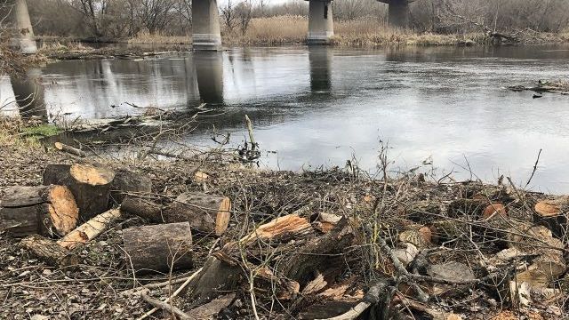 На Харківщині судитимуть чоловіка, який зрубав дерева у Гомільшанських лісах