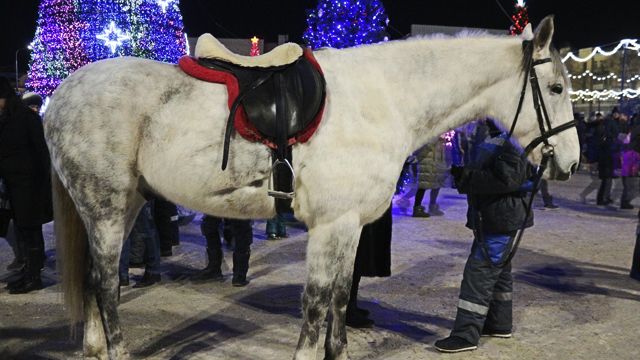 Копытом в живот: в Тернополе лошадь травмировала пятилетнего мальчика, ребенок в больнице Копытом в живот: в Тернополе лошадь травмировала пятилетнего мальчика, ребенок в больнице