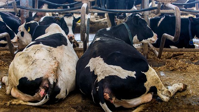 Вірус і лабораторії: матір окупанта звинувачує Україну у тому, що в Росії гине худоба