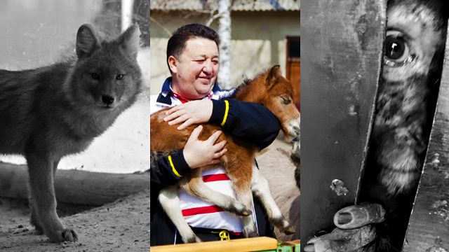 Животных могут усыпить: в Харькове оккупанты уничтожили один из самых красивых экопарков