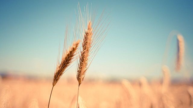 Оккупанты похитили около 600 тыс. тонн аграрной продукции из Украины