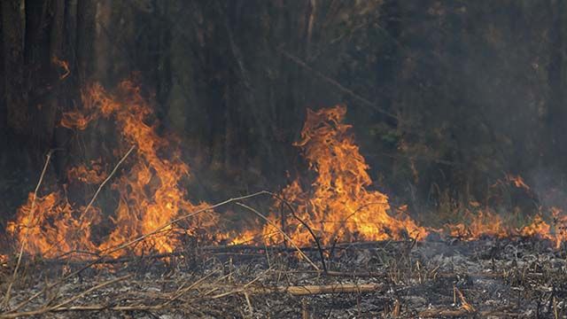 лісова пожежа