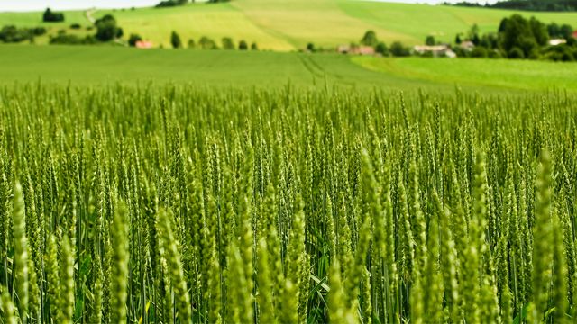 Украина готовится к сбору урожая: какие вызовы стоят перед аграриями
