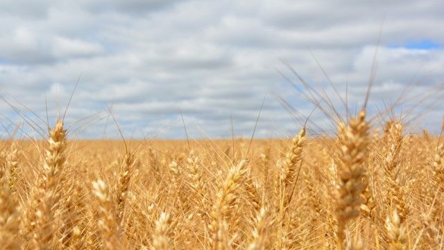 Украинских аграриев окрестили героями! Что будет с урожаем этого года и удастся ли его продать