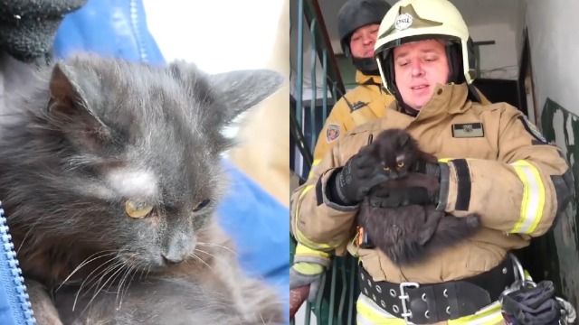 Трое суток в квартире: спасен котенок из разрушенного ракетой дома в Запорожье