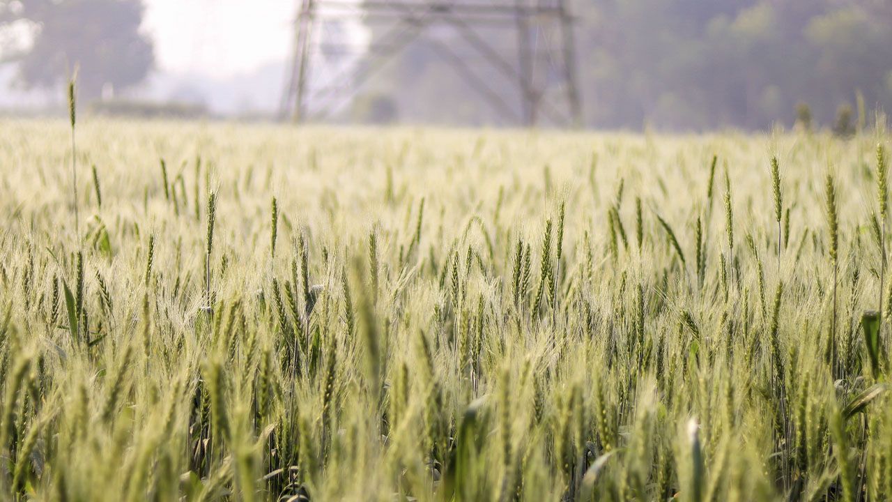 зерно, пшениця