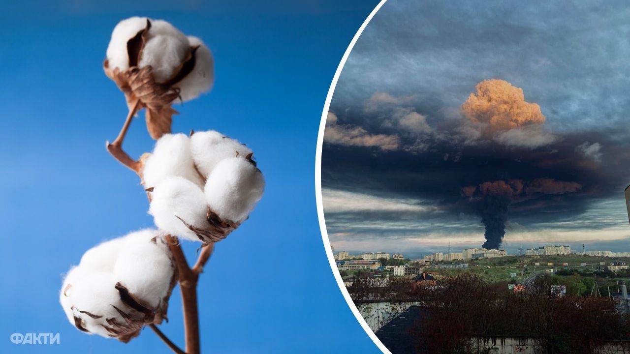 бавовна у Криму