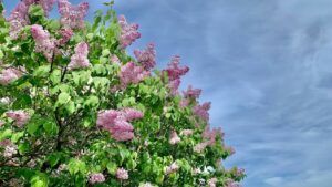 Весна, сонце, весняна погода, бузок