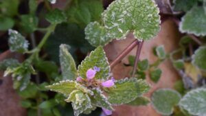 Весняні заморозки